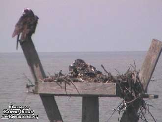 Webcam Roosevelt Inlet